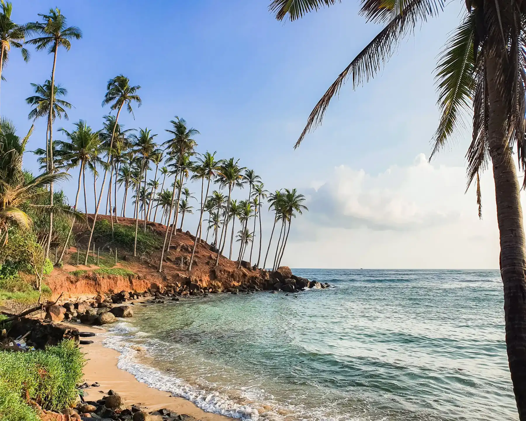 Coconut palms leaning over the turquoise water at Mirissa beach.