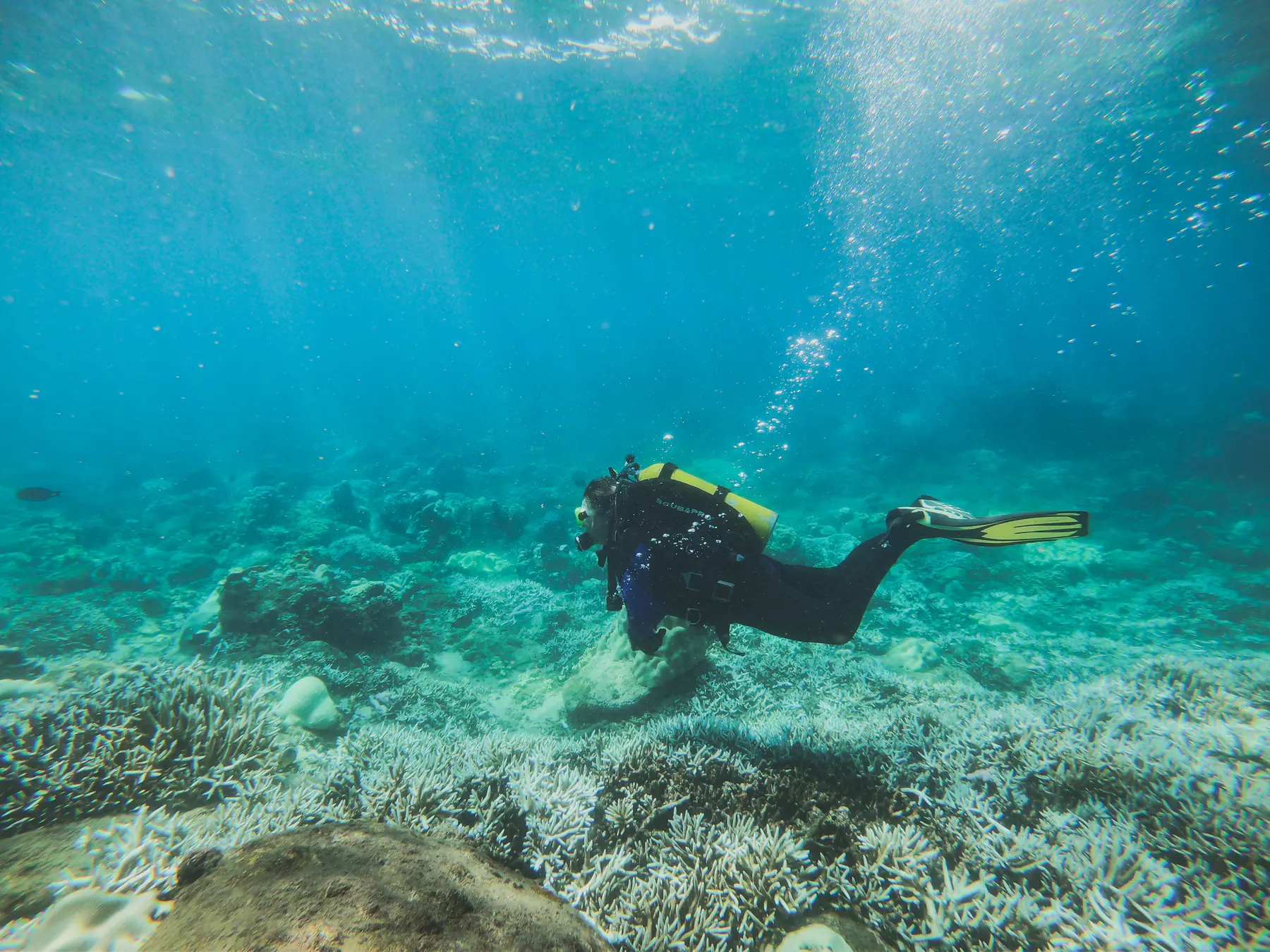 A scuba diver swimming over coral at Pigeon Island.