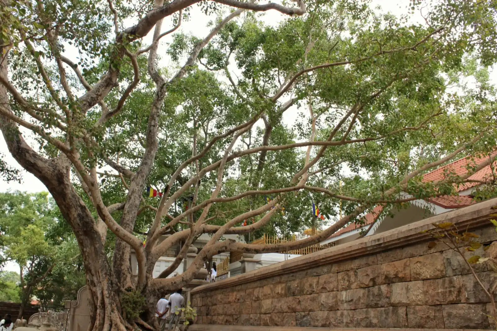 Branches of the sacred Sri Maha Bodhi tree above the stone terrace wall in Anuradhapura.