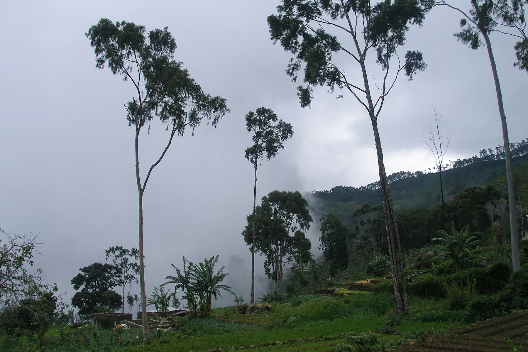 Tall trees and tea bushes on a misty hillside at Haputale.