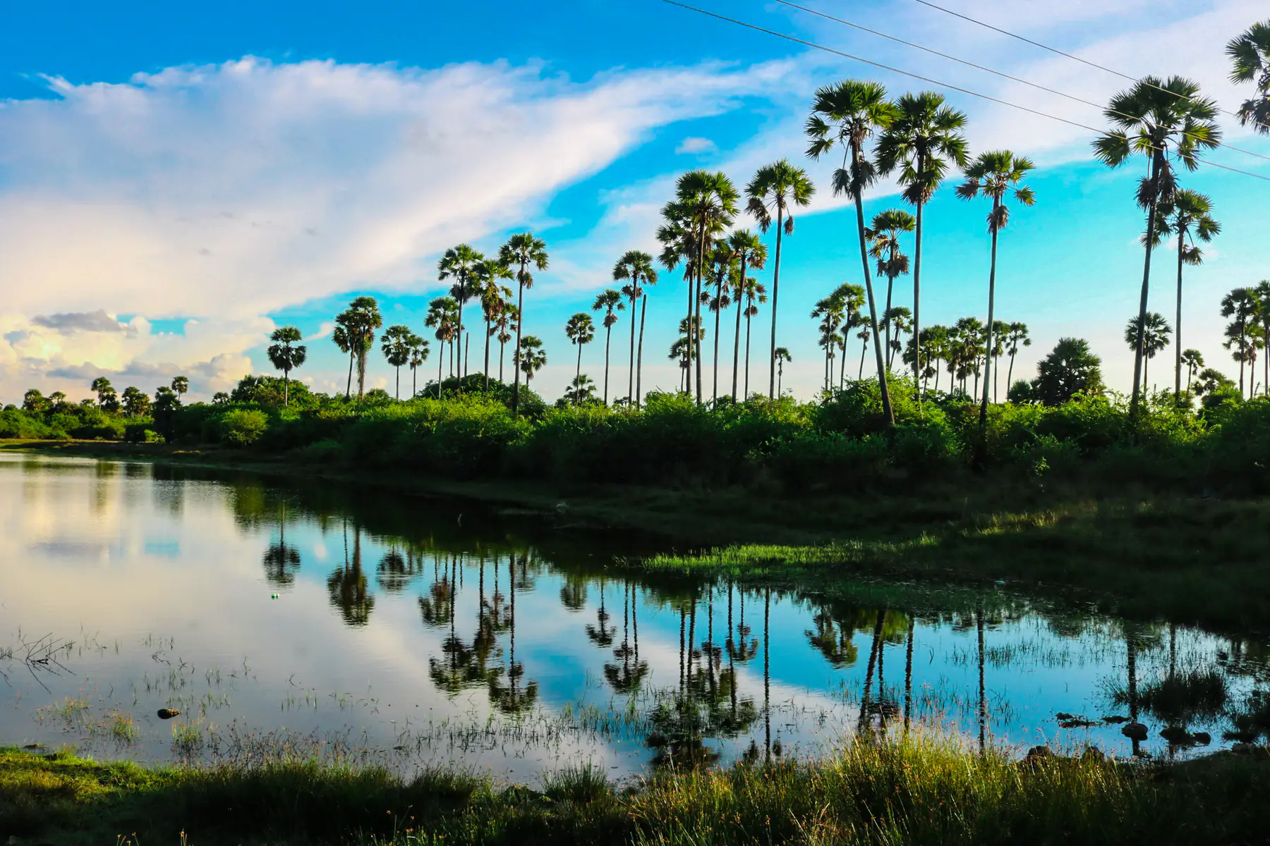 Palmyra palms reflected in a lagoon on the Jaffna peninsula.