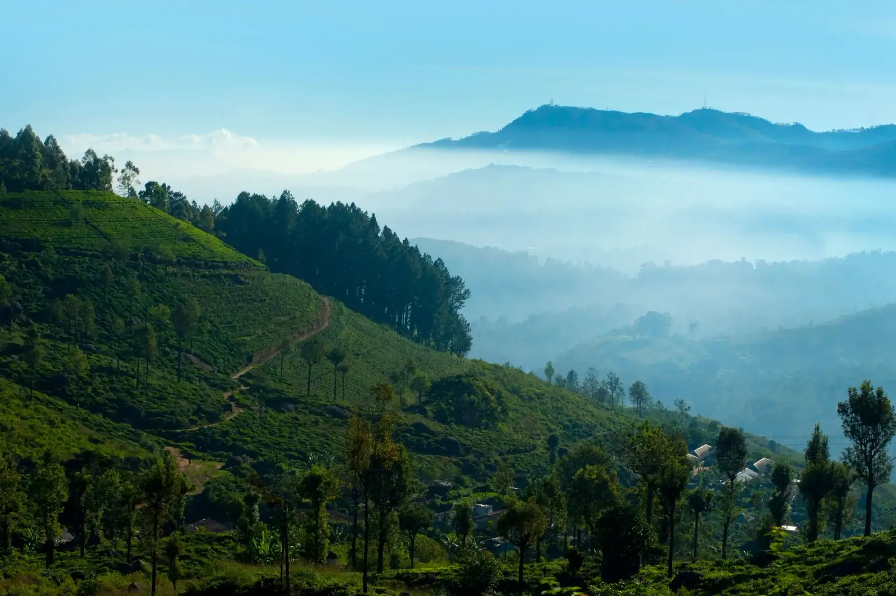 Mist lifting off green tea plantations near Nuwara Eliya in the morning.