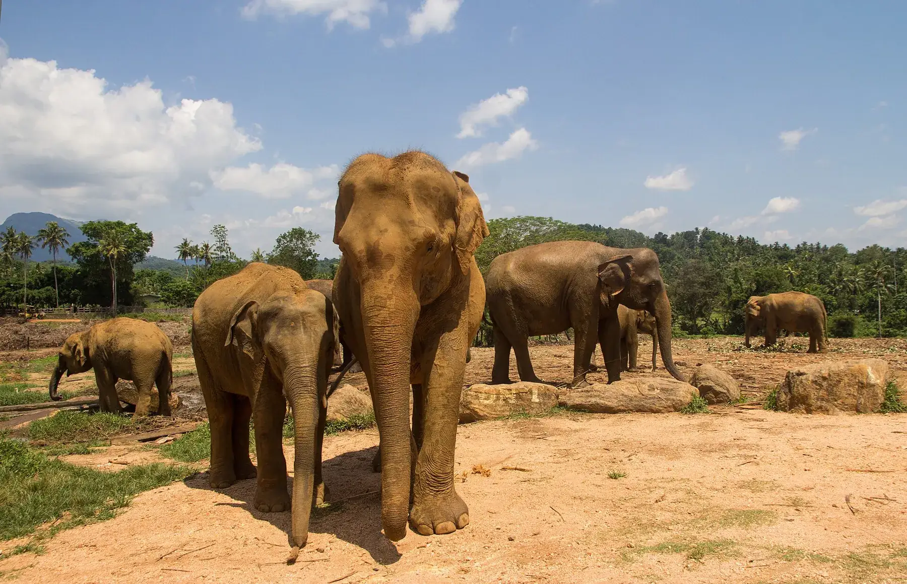 A herd of adult and young elephants standing together on open ground at the Pinnawala Elephant Orphanage, with trees behind.