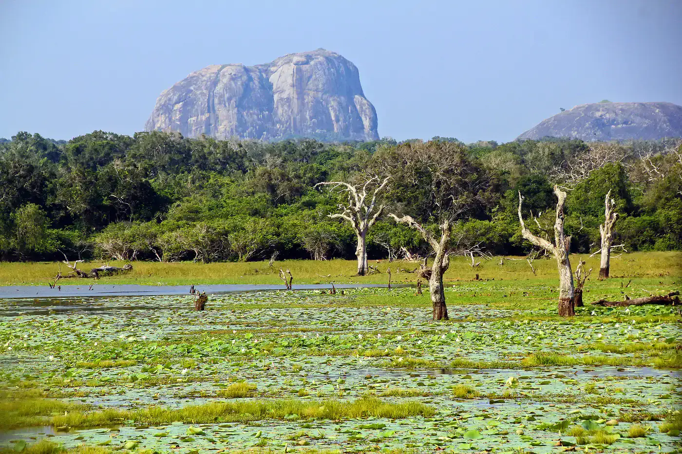 A wetland of lily pads and dead trees in front of a granite rock outcrop in Yala National Park.